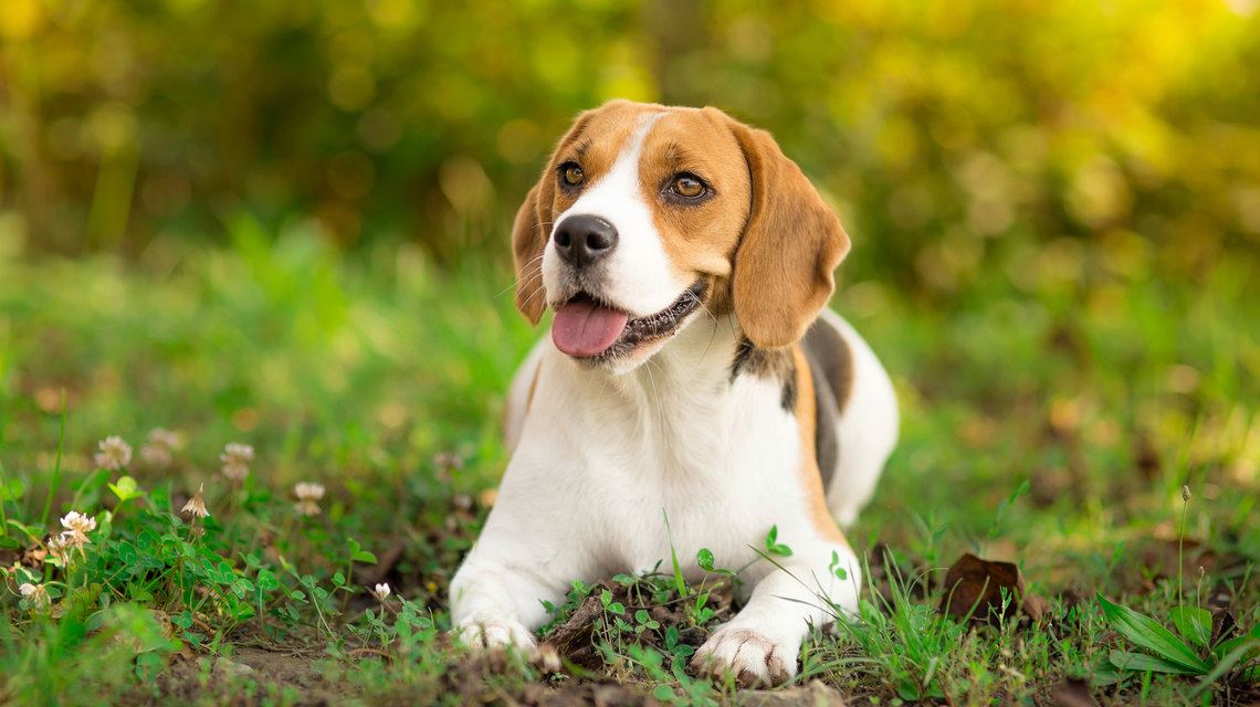 C'Mon, Let's Play! What are the Best Toys for Beagles in 2019?