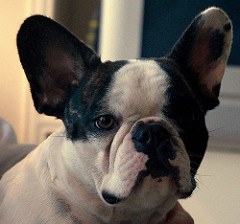 Best Dog Toys for French Bulldogs