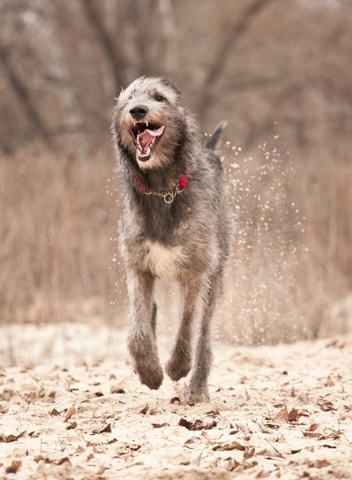 What To Feed an Irish Wolfhound