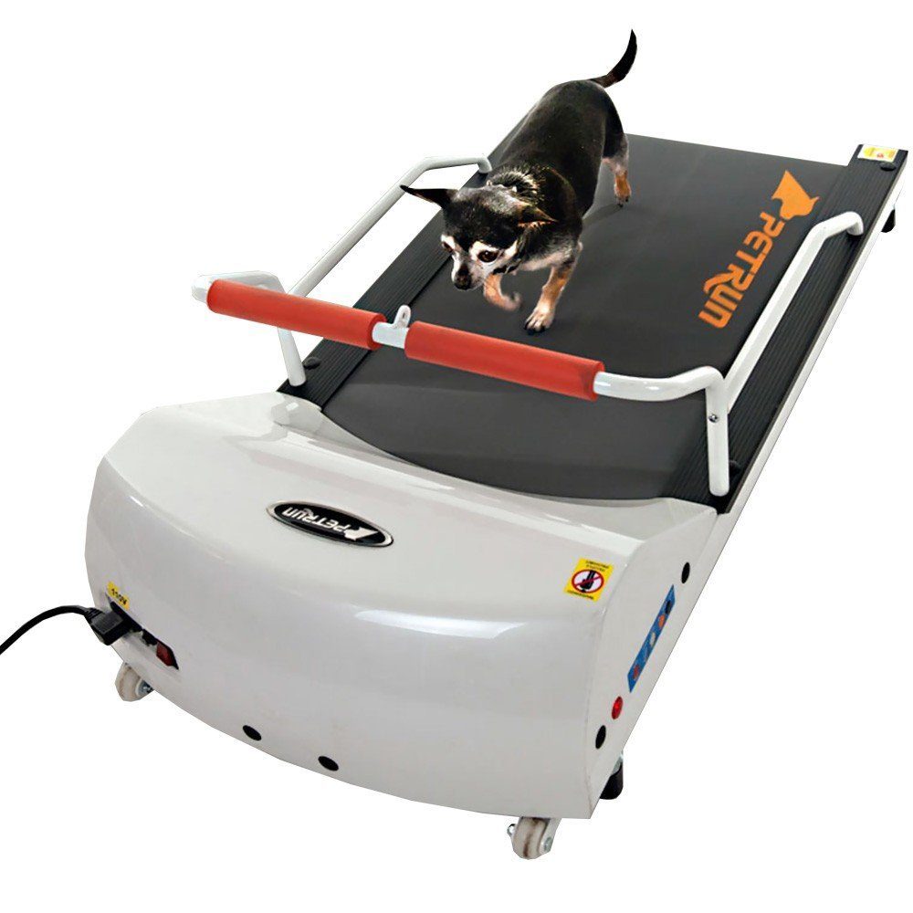 Best Rated Dog Treadmill