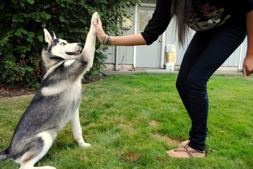 A Siberian Husky Doing a Hi Five with Owner