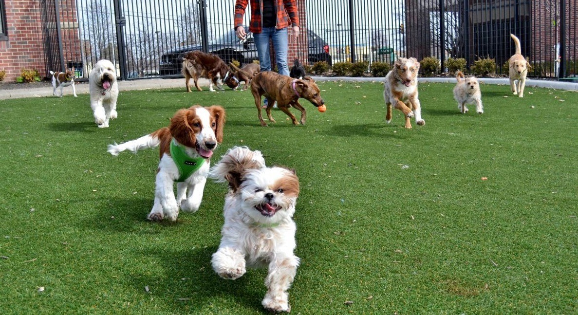 Dogs running and playing in a doggy day care