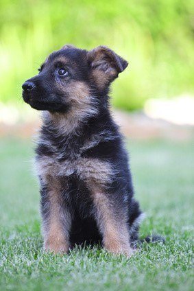 A passive German Shepherd Puppy Sitting in the Grass