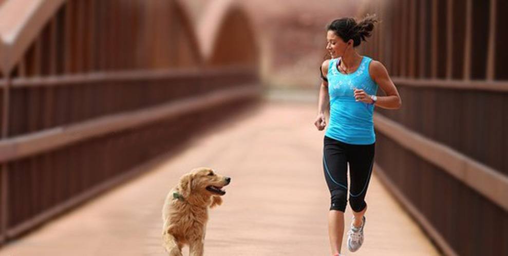 A retriever jogging with female owner in the city
