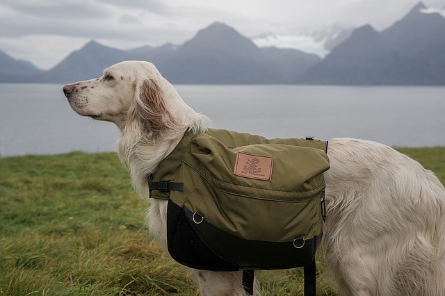 Packing a trip with your dog