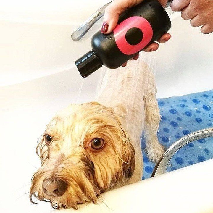 Dog getting shampooed to eliminate dander and allergens