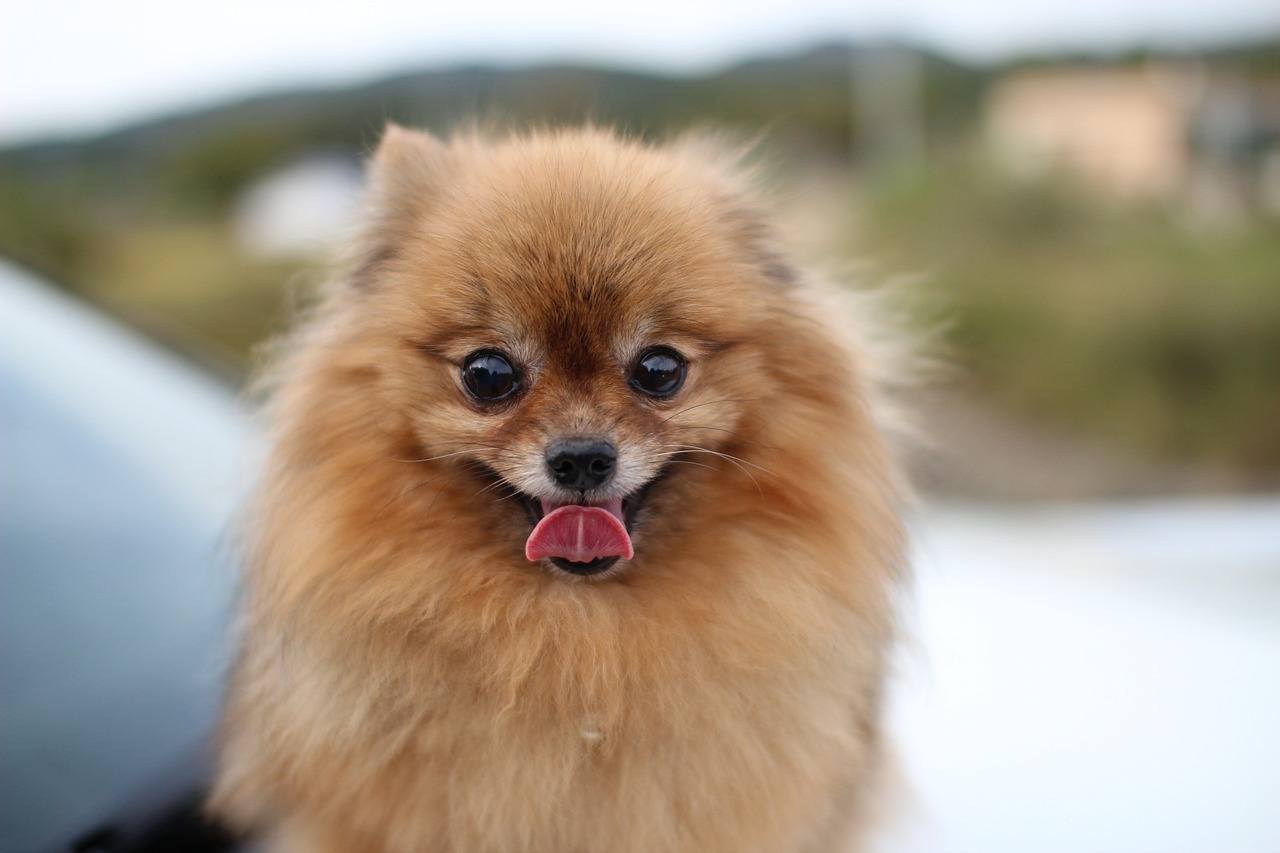 what to know about pomeranians