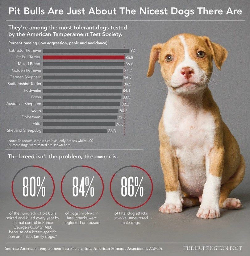 Infographic about pitbulls