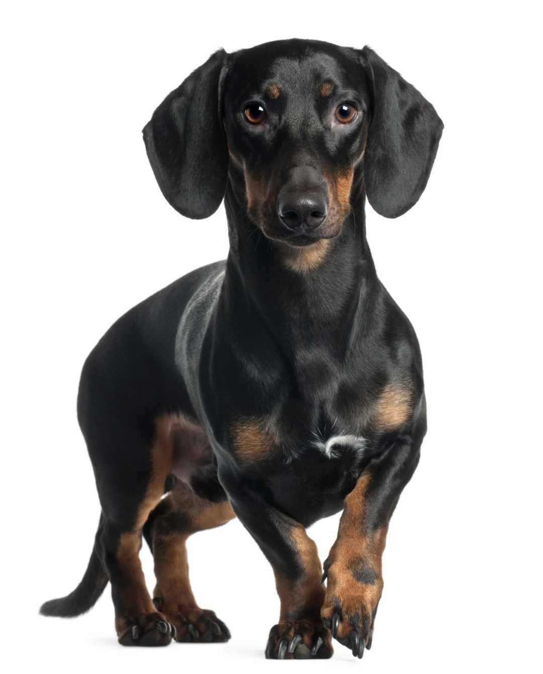 Signs of Intervertebral disc disease (IVDD) in Dachshunds
