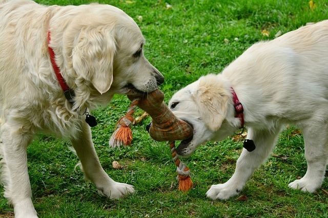 Chew toys for golden retriever puppies