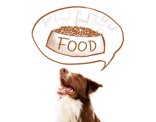 Border Collie's Nutritional Requirements