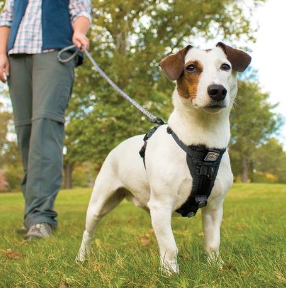 Best Selling Every Dog Harness for Small Dogs