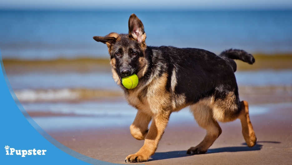 German Shepherd dog playing with a tennis ball on the beach