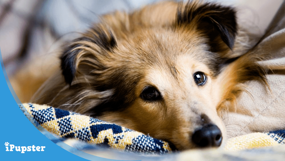 How To Prevent and Treat Dog Bloat