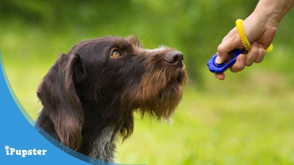 7 Dog Training Tips including Clicker Training