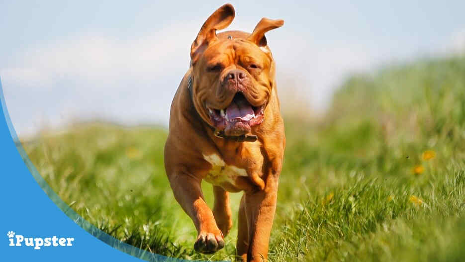 Dogue Bordeaux running in the grass