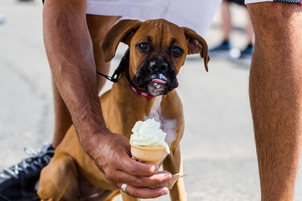 A puppy boxer dog eating a vanilla ice cream in a cone given by owner