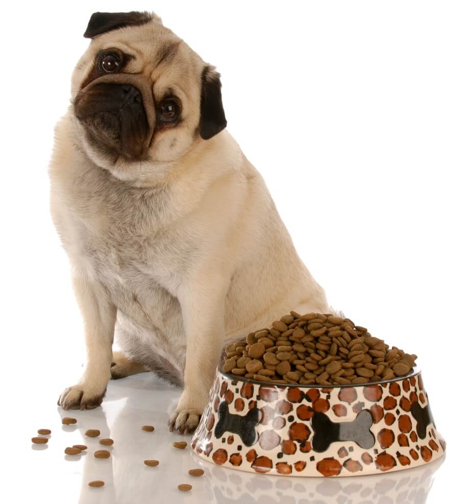 A cute pug dog sitting in front of a bowl filled with kibble.