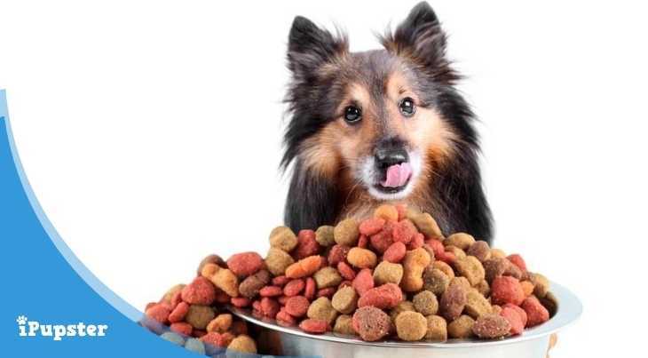 Shelties Diet and Nutrition