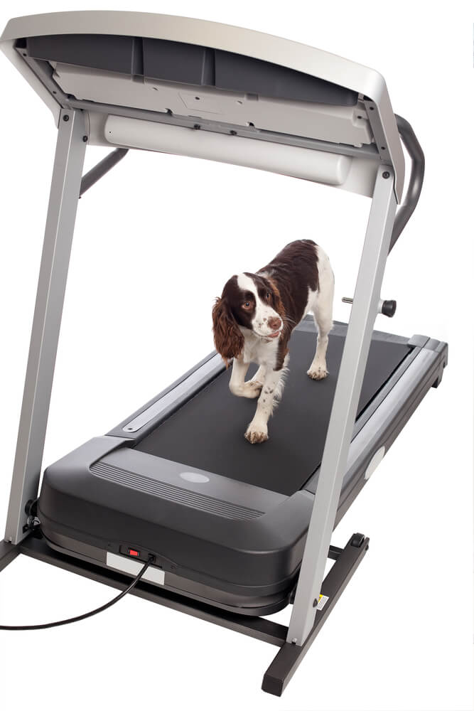 Best Treadmills for Senior Dogs