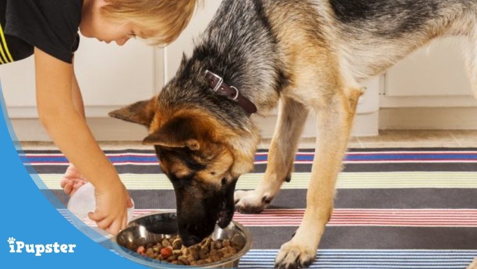 What is the best dry dog foods to feed Alsatians?
