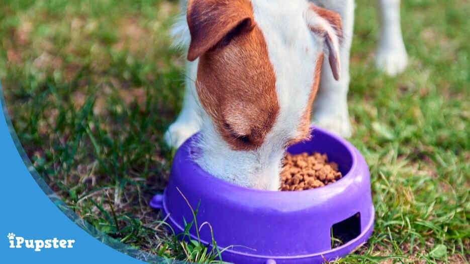 Best Food to Feed a Puppy