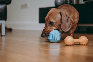 A smooth brown miniature Dachshund playing with durable ball dog toys