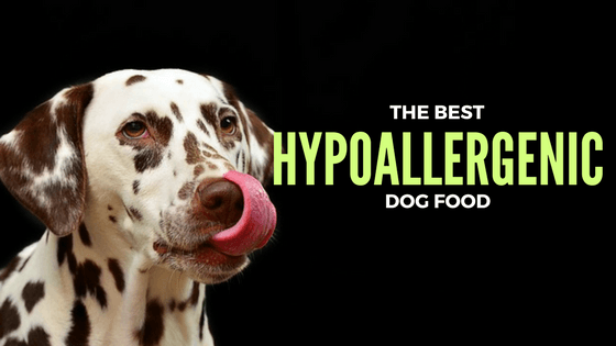 best dog food for dogs with allergies