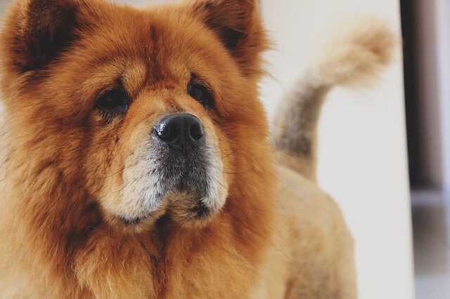 Chow Chow breed traits