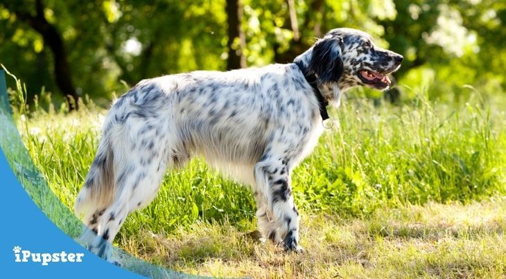 Best dog food for English Setter dogs