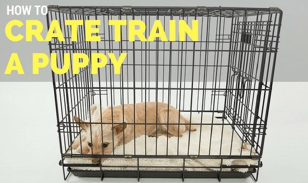 Crate Training Tips for a Puppy