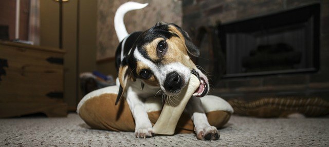 Puppy Biting A Dog Bone, Shoes and Everything 