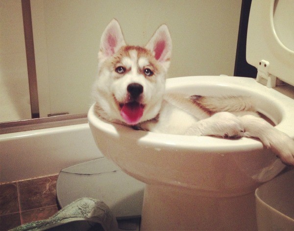 Puppy stuck in loo