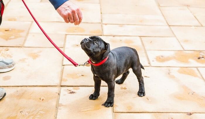 Training a Puppy on Leash to Know its Name