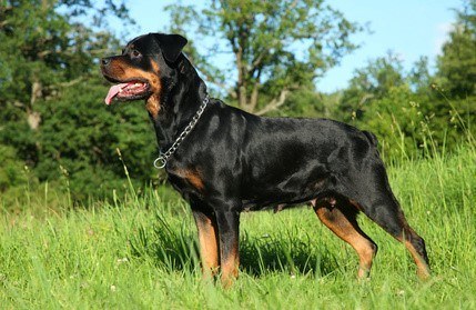 Rottie standing in the grass in guard