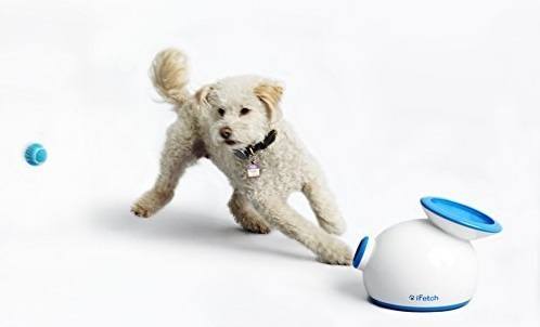 Machine releasing tennis balls for dog to catch