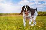 A pensive and cute looking adult English Springer Spaniel