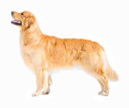A beautiful Golden Retriever adult dog
