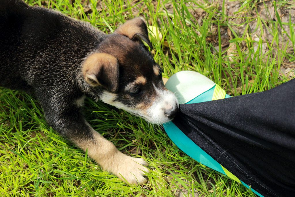 How to Handle Puppy Teething