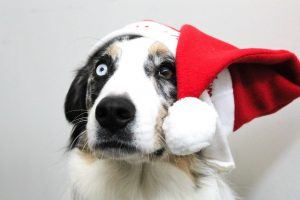 A compilation of 25 really cool and great Christmas present ideas for dogs and dog owners