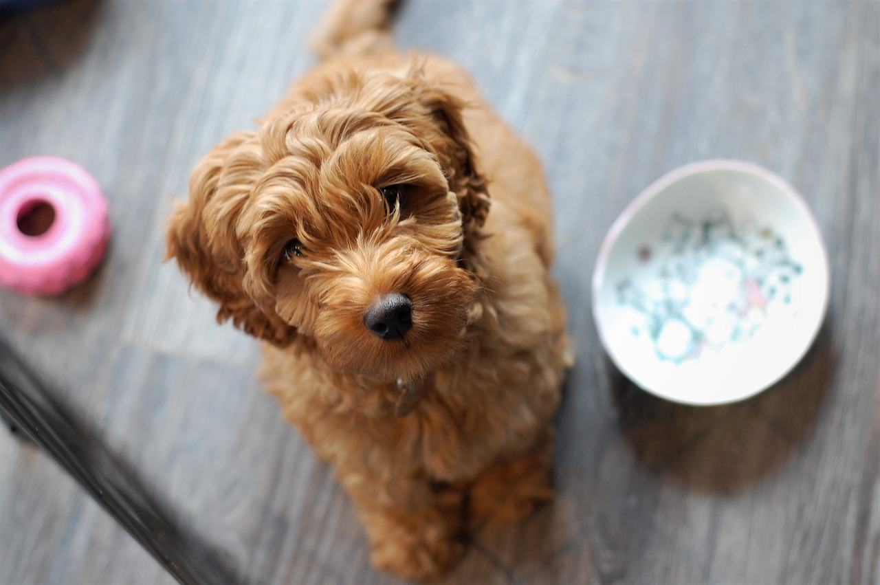 Grain Free Diet for Labradoodle Dogs and Puppies
