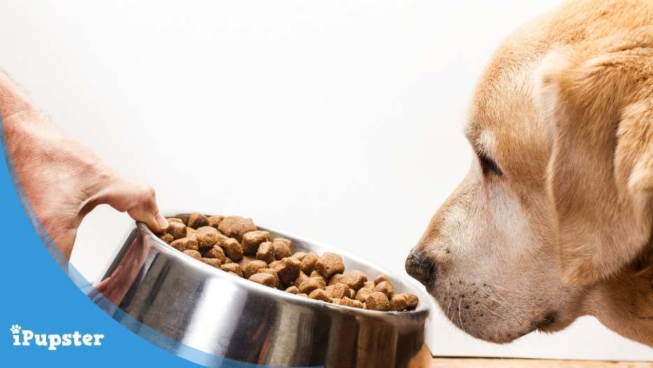An adult Golden Retriever, exploring their diet and feeding nutrition guide,