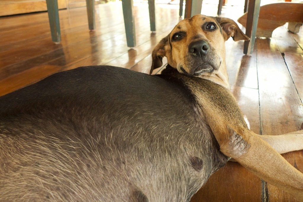 A Heavily Pregnant Dog One Week Before Birth