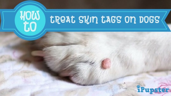 How to Treat and Remove Skin Tags on Dogs