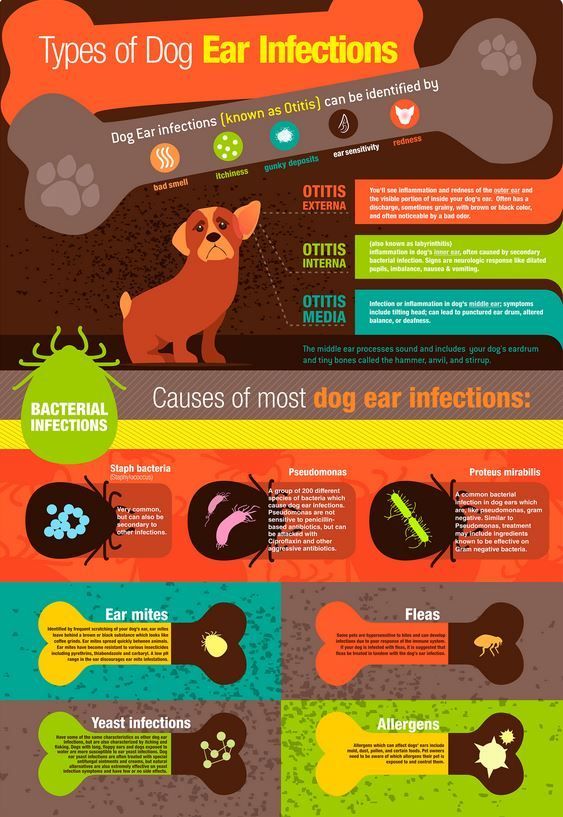Canine Ear Hygiene Using Homemade Dog Ear Cleaners