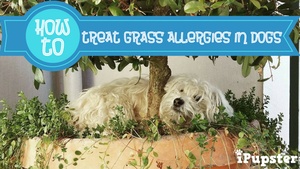 How to treat Seasonal Grass Allergies in Dogs