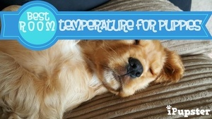 Is it too hot or too cold for a puppy to sleep?