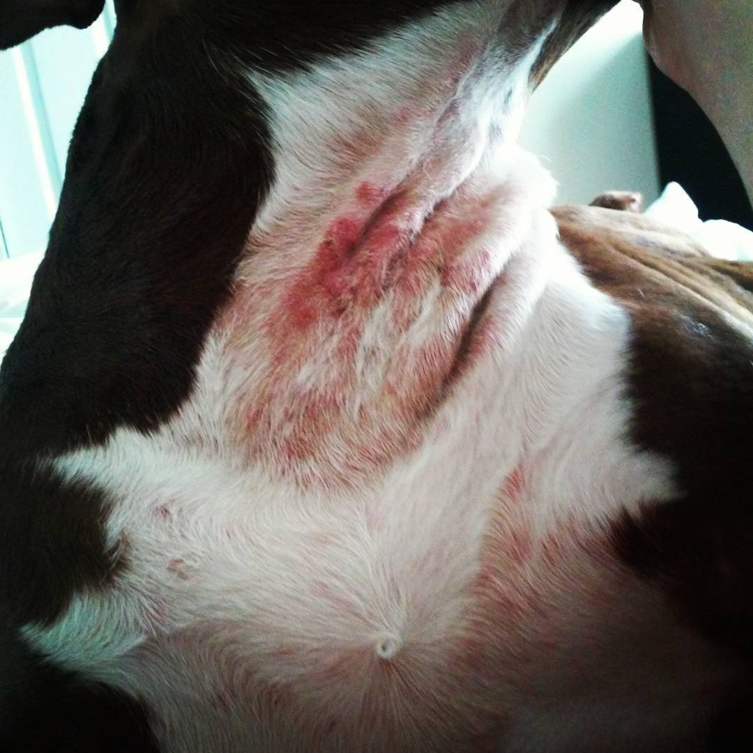 Pitbull chest rash skin infection