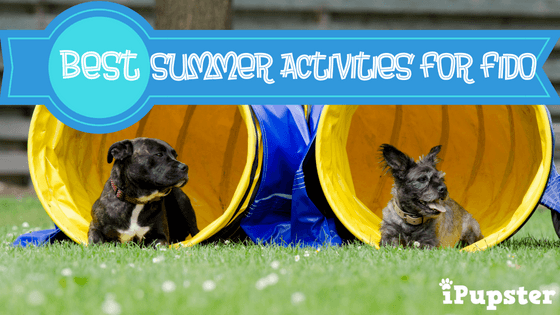 Agility training, dock diving and flyball are some of the sports your dog can play!