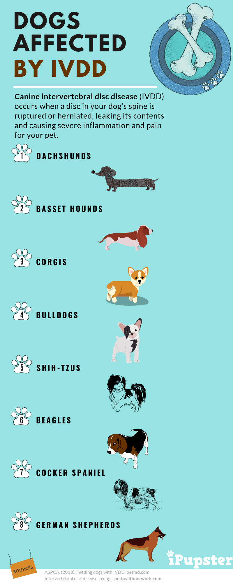 Infographic showing IVDD in dogs like Dachshunds, Beagles, Bulldogs
